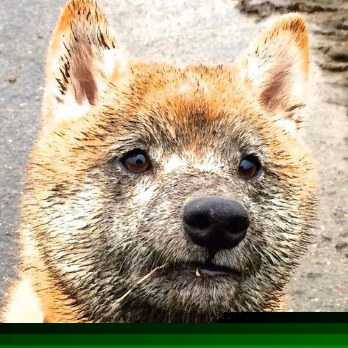 中国篮球职业联赛赛事运营管理优化方案,中国篮球竞赛制度改革