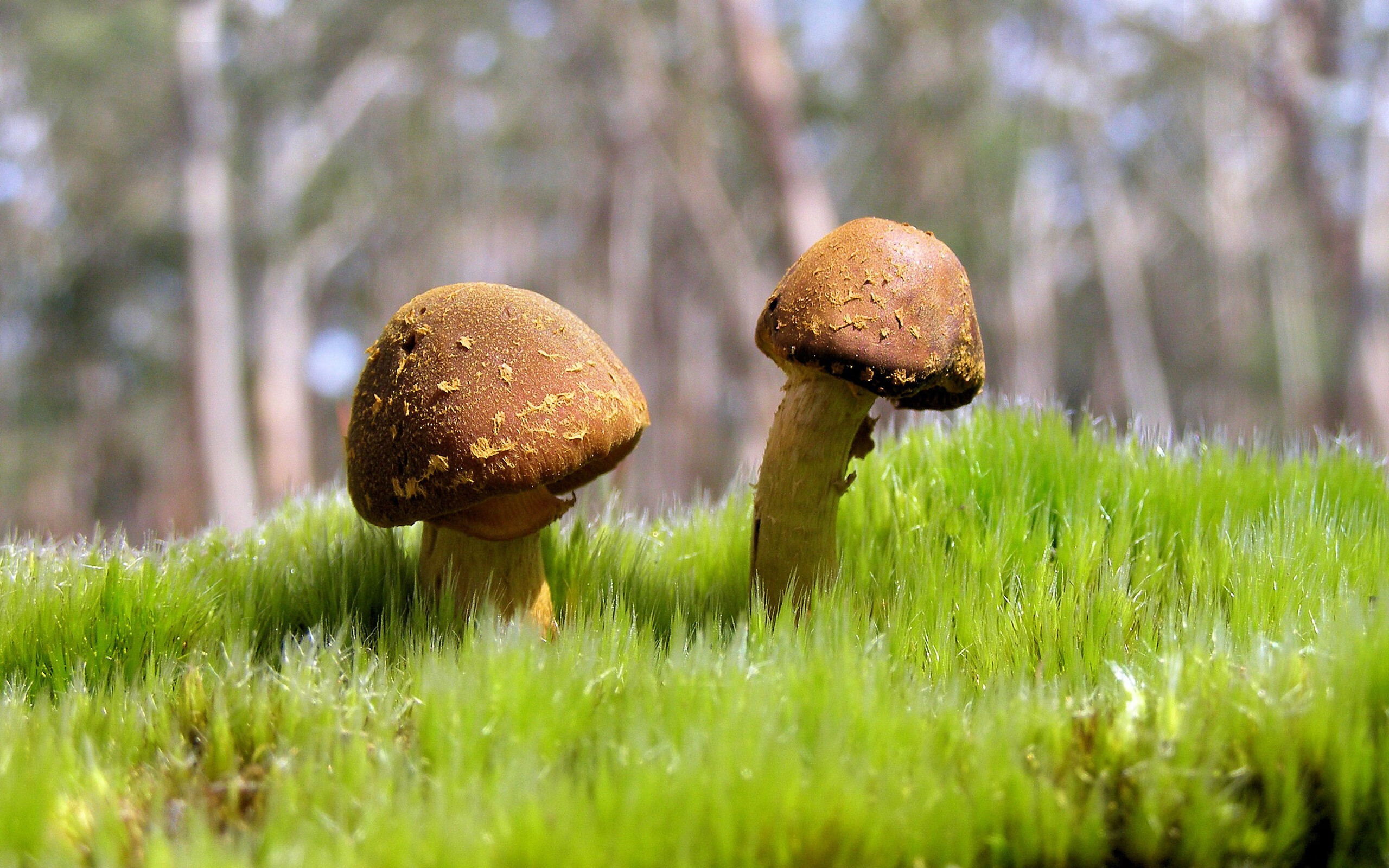 中国篮球职业联赛赛事运营管理风险评估与控制措施，篮球赛事的风险内容