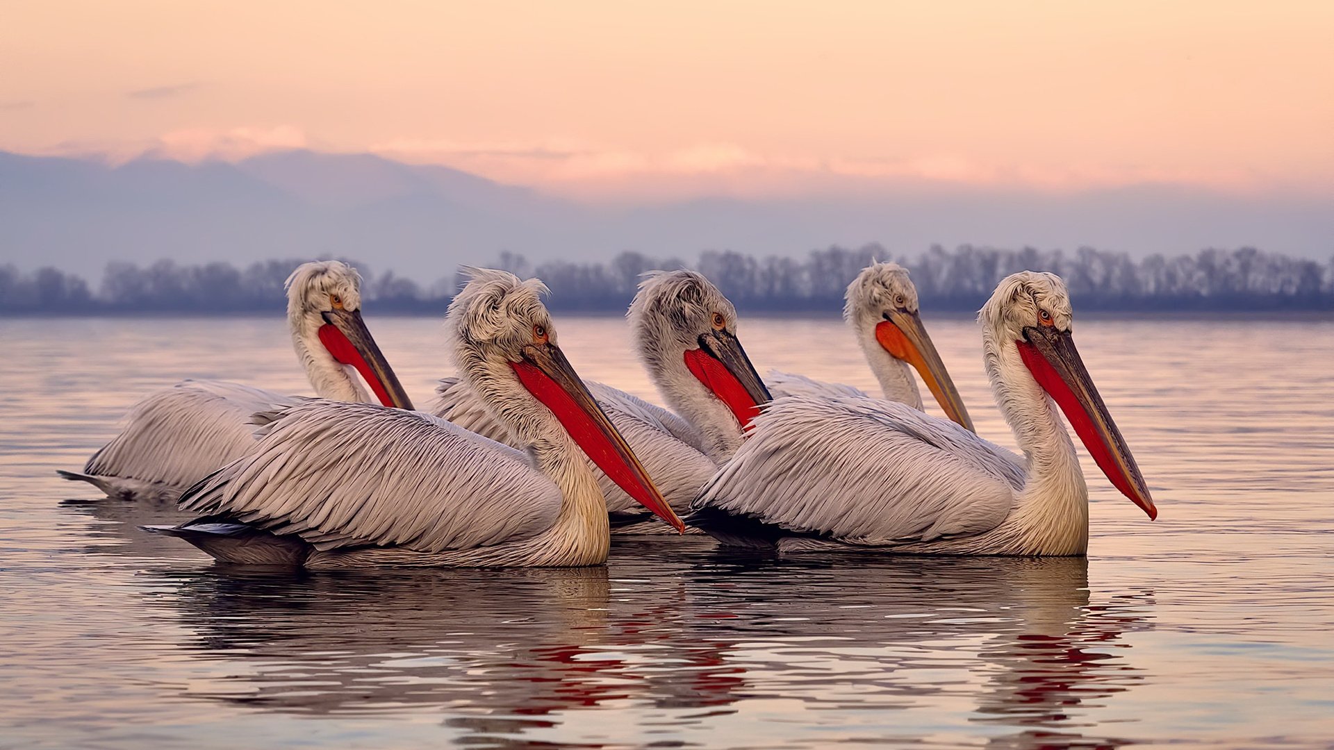 中国篮球职业联赛赛事运营风险管理,篮球赛事运营方案
