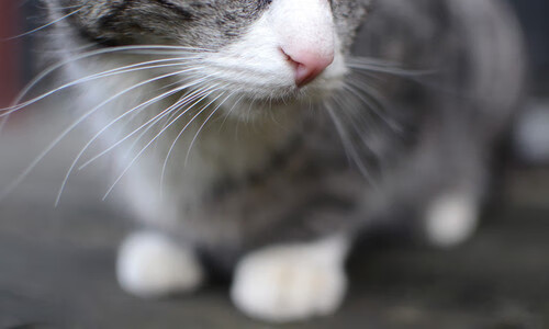 中国篮球职业联赛赛事运营风险评估及应对策略研究,篮球赛事管理