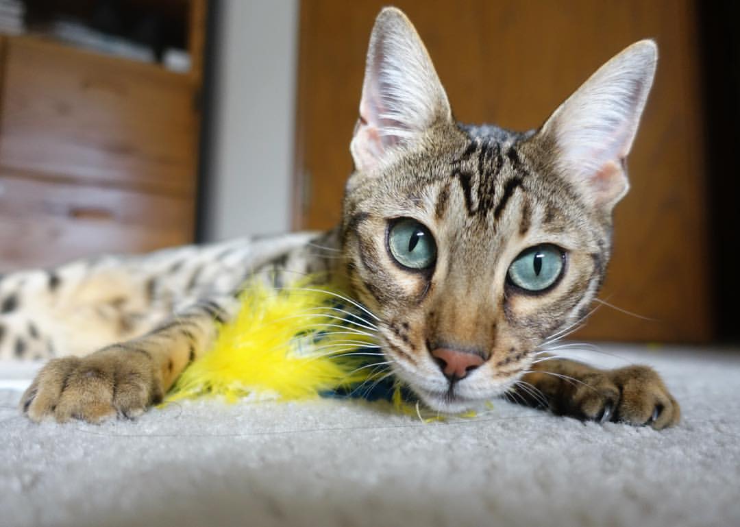 中小学体育课程教学中性别差异分析,体育中的性别差异有哪些