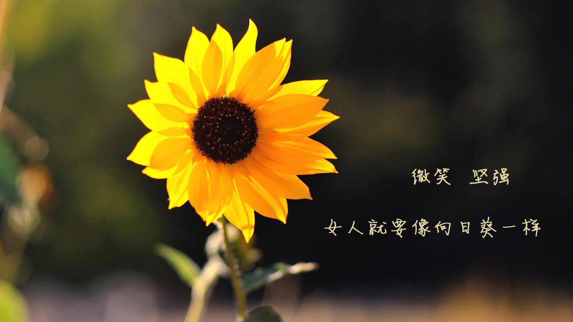 校园体育设施资源共享机制构建与优化,高校体育场馆资源共享模式