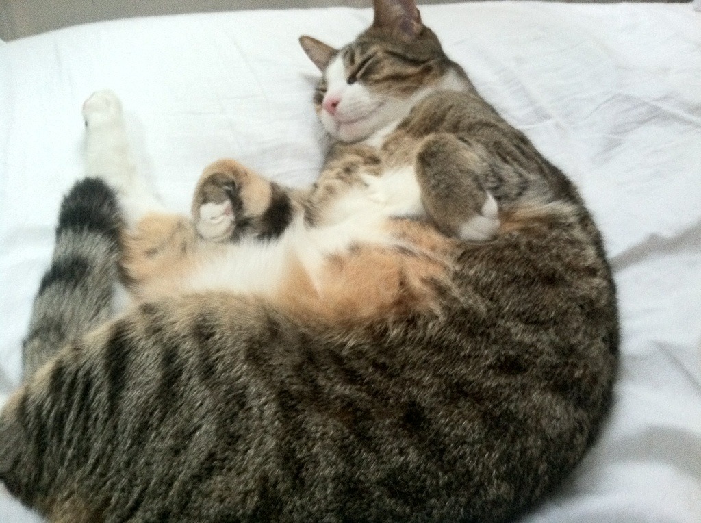 东亚杯中国足球迎战 球员拼搏赢得赞誉，东亚杯国足成绩