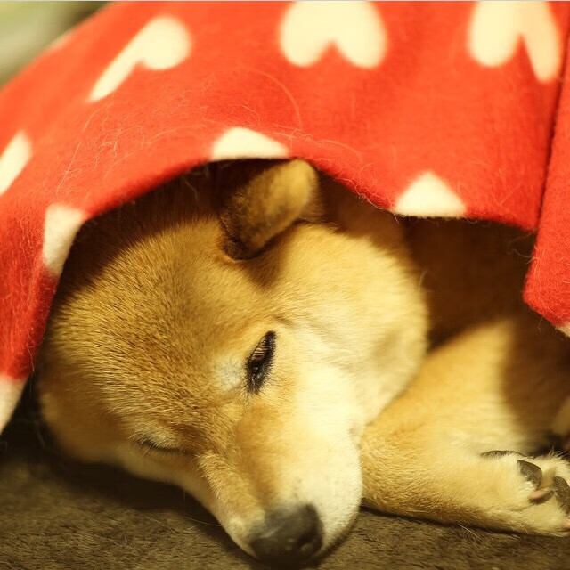 “费尔南多·比亚尔巴的出色表现，激励着阿根廷美洲狮队的未来发展”