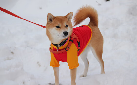 勇士球员在训练中挑战三分连中引发全队欢呼,勇士队三分命中率