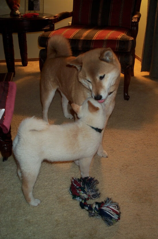 奇库诺娃蛙泳赛场展现惊人爆发力，库尼奇蛙