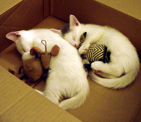 威少谈受伤后篮球依旧是热爱所在，威少的伤势