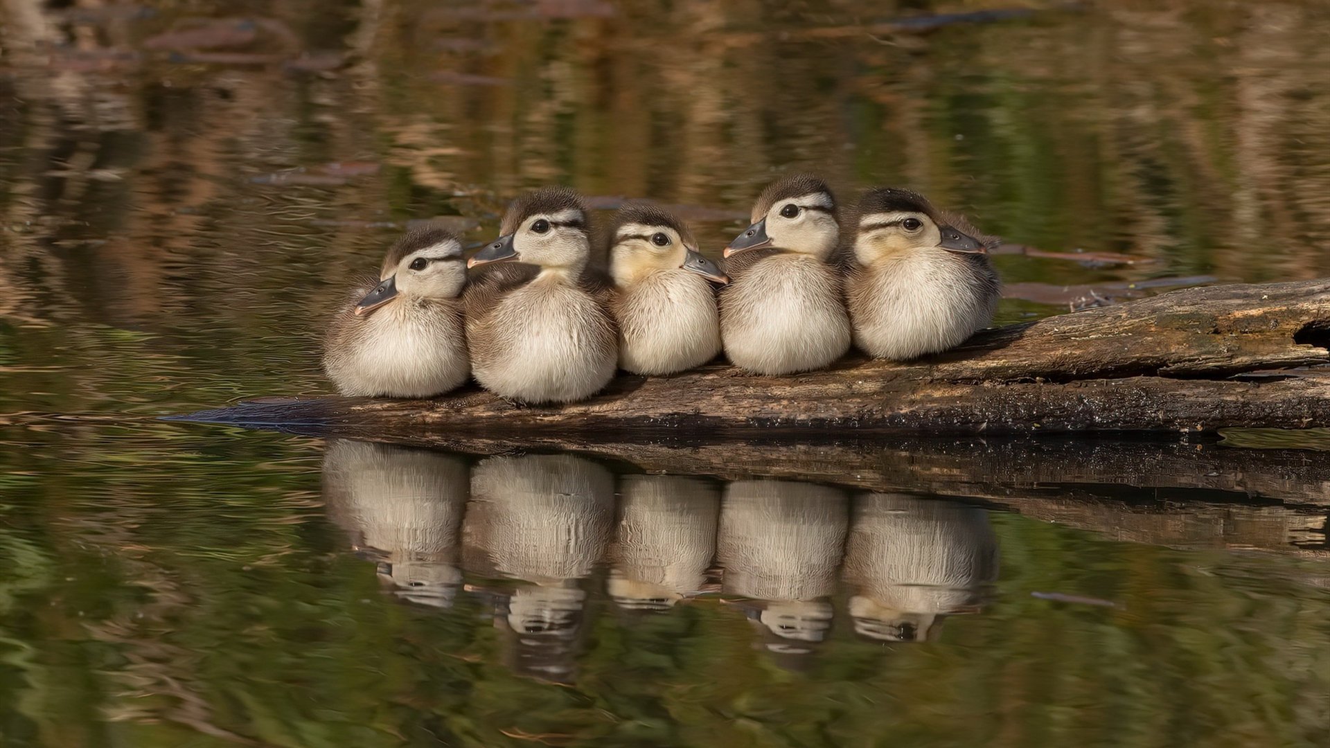 李娜组织公益网球训练营覆盖多地，李娜网球训练视频
