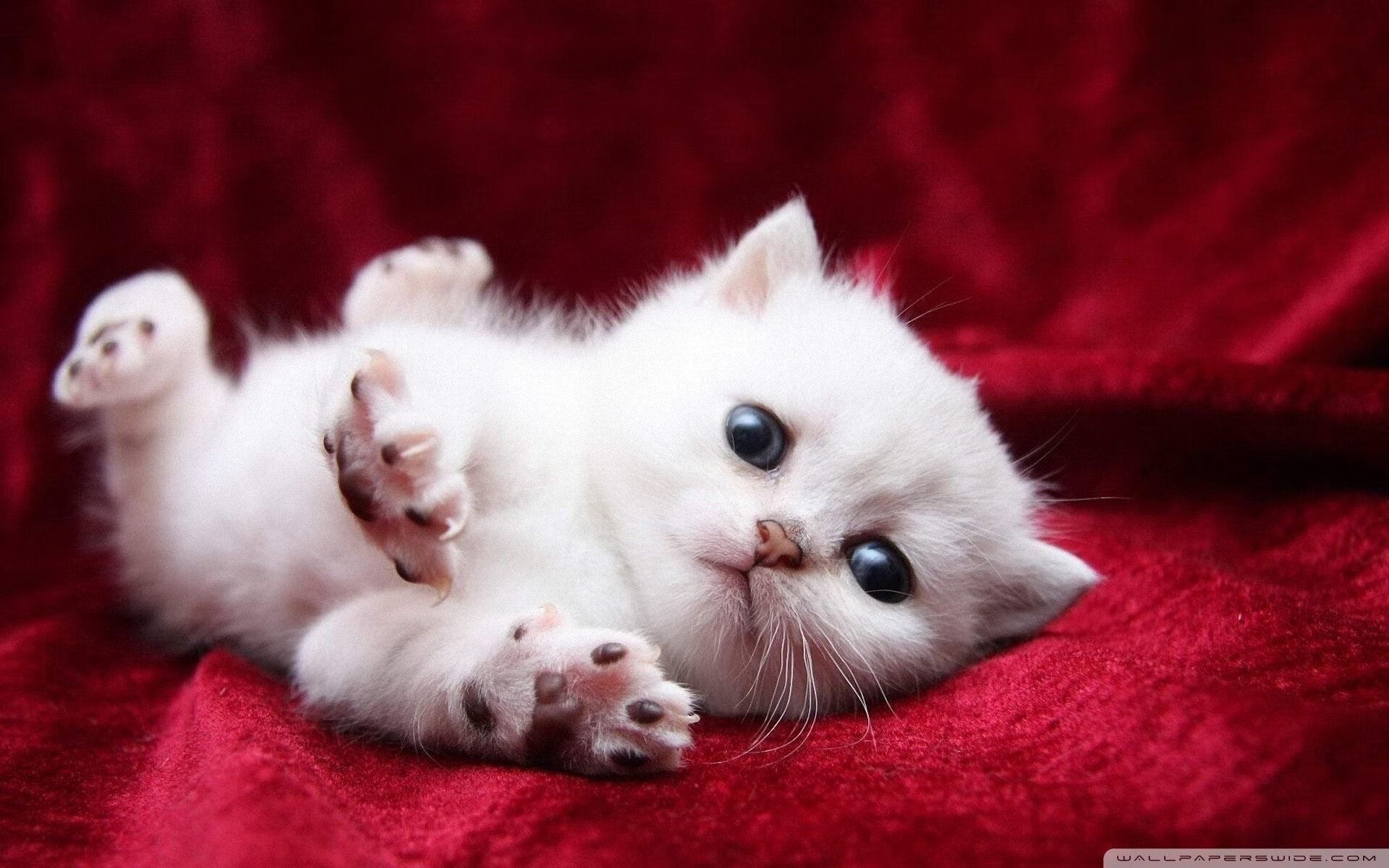 水球终场对抗突尼斯成功反超，水球身体对抗