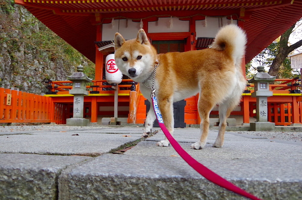 诺埃·庞蒂赛后感谢团队支持,庞蒂克菲耶罗