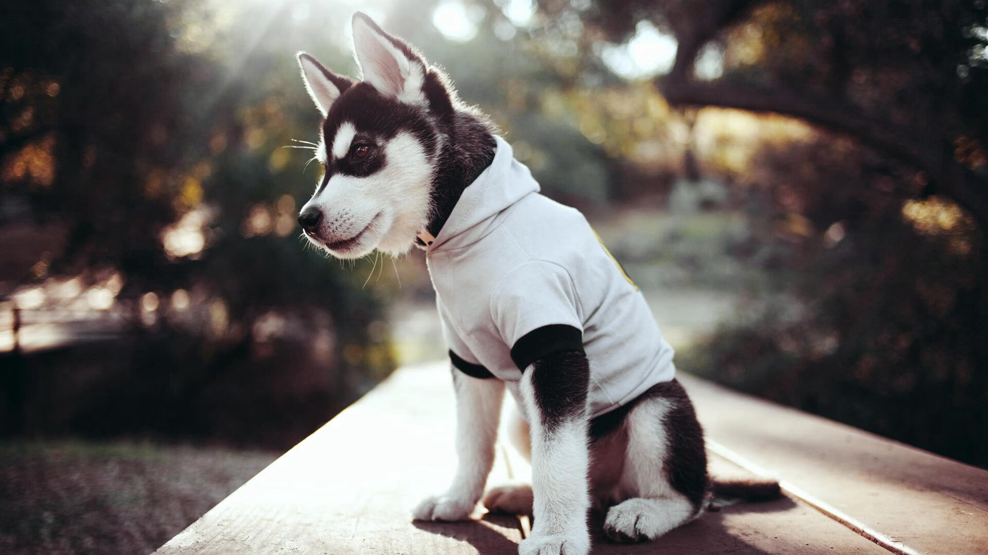 Miller 团队凝聚力的灵魂人物，凝聚力是团队的灵魂