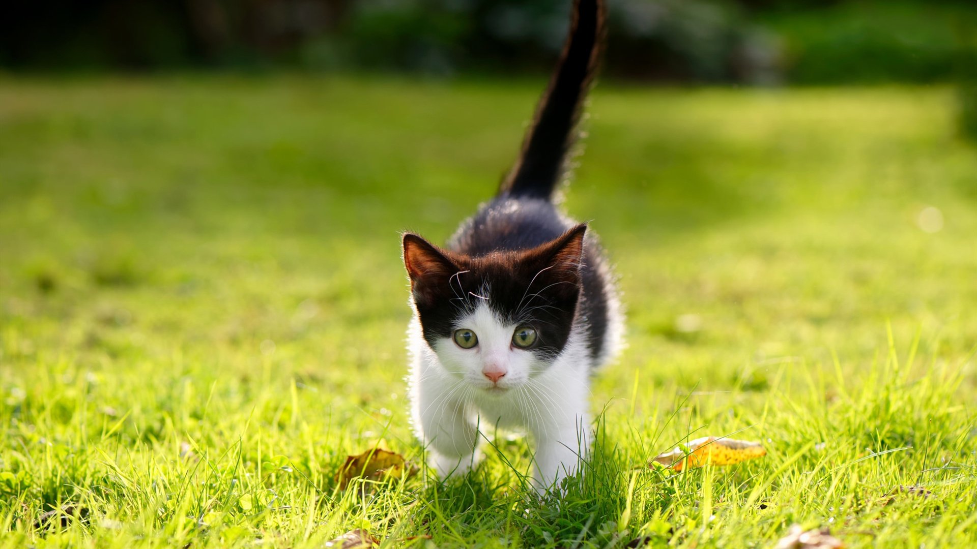 中国篮球是否探索建立球员数据资产权益保护机制，篮球球员数据统计分析系统