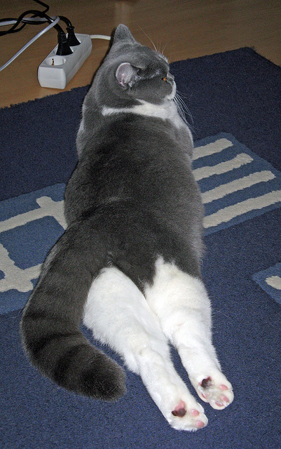 体育新闻中心围绕校园体教协同内容建设，体教融合新闻稿