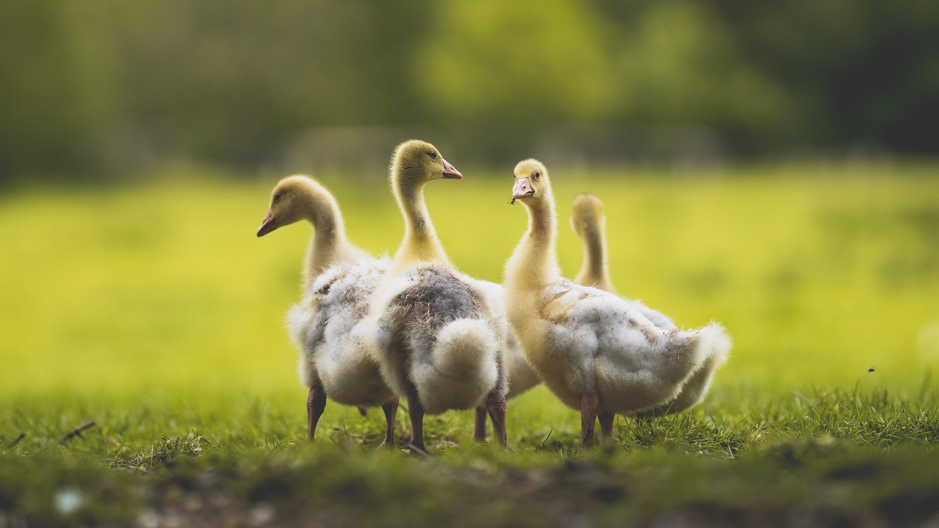 切尔西拜仁争抢17岁法国锋线妖童，3球1助攻吸引关注，切尔西追逐拜仁边锋